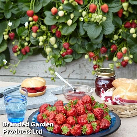 Nurserymans Choice Strawberry 4 Nurserymans Choice Strawberry - Image 2