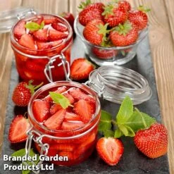 Nurserymans Choice Strawberry 7 Nurserymans Choice Strawberry -Plants Sale strawberry3