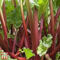 Rhubarb 'Sanvitos®' Duo -Plants Sale summer2