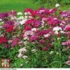 Sweet William 'Mixed' 1 Sweet William 'Mixed' -Plants Sale sweet william