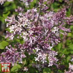 Lilac 'Palibin' (Standard) -Plants Sale syr