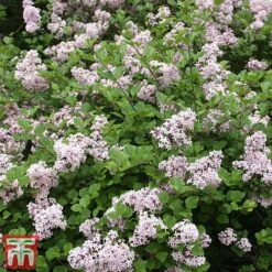 Lilac 'Palibin' (Standard) -Plants Sale syr2