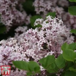 Lilac 'Palibin' (Standard) -Plants Sale syr3
