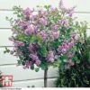 Lilac 'Palibin' (Standard) -Plants Sale t40567 new