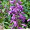 Penstemon 'Sour Grapes' -Plants Sale t64532 D59D9B95 C930 08B3 4FEFE2674F771460
