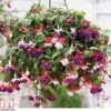 Fuchsia Trailing Pre-Planted Basket -Plants Sale t71198 B161DB03 DA62 2AF9 7A480C98A630055D