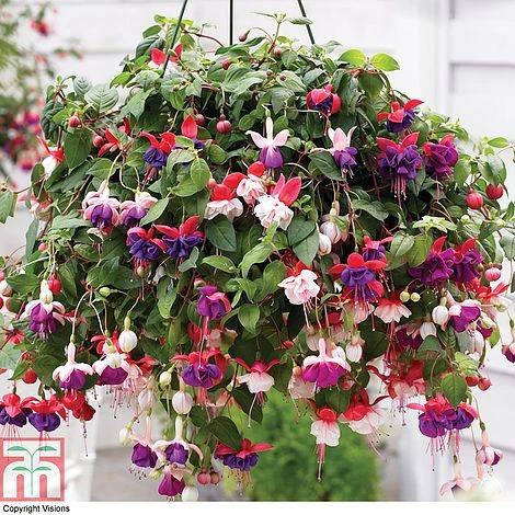 Fuchsia Trailing Pre-Planted Basket 3 Fuchsia Trailing Pre-Planted Basket
