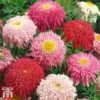 Tanacetum Coccineum 'Semi-double Mix' -Plants Sale tana