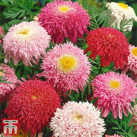 Tanacetum Coccineum 'Semi-double Mix' 3 Tanacetum Coccineum 'Semi-double Mix'