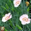 Dianthus 'Tequila Sunrise' -Plants Sale tequ