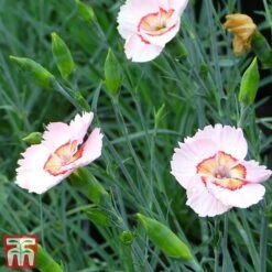 Dianthus 'Tequila Sunrise'