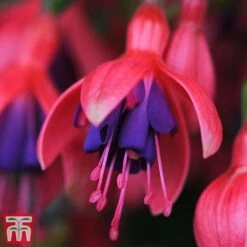 Fuchsia 'Tom Thumb' (Hardy) -Plants Sale tom
