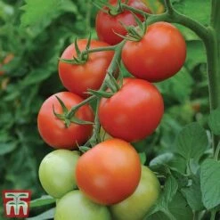 Tomato Gardeners Favourite Collection (Grafted) -Plants Sale toma gard2