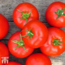 Tomato Gardeners Favourite Collection (Grafted) -Plants Sale toma gard3