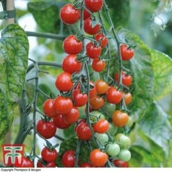 Tomato Trio Collection -Plants Sale tomato sweet611