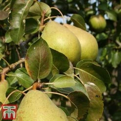 Apple & Pear Duo -Plants Sale tpear