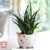 Unicorn Pot With Sanseviera 'Fernwood' Plant- Gift -Plants Sale unicorn fern