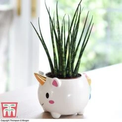 Unicorn Pot With Sanseviera 'Fernwood' Plant- Gift -Plants Sale unicron fern2