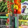 Vegetable Bumper Pack -Plants Sale veg coll1