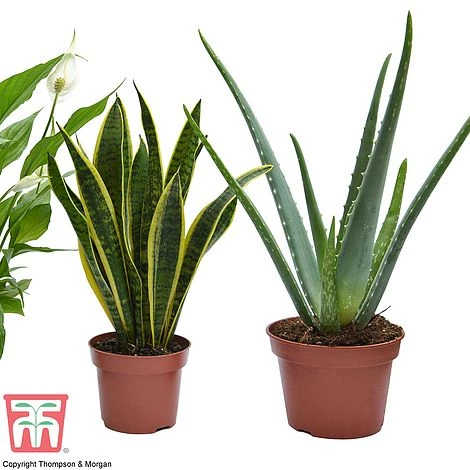 Wellbeing Collection 5 Wellbeing Collection - Image 3