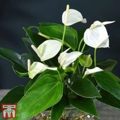 Anthurium Aqua - Gift 19 Anthurium Aqua - Gift -Plants Sale white261