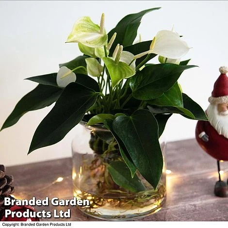 Anthurium Aqua - Gift 4 Anthurium Aqua - Gift - Image 2