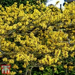 Hamamelis X Intermedia 'Pallida' 6 Hamamelis X Intermedia 'Pallida' -Plants Sale witch