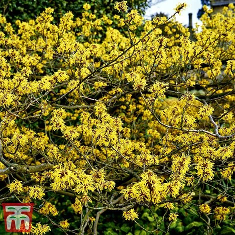 Hamamelis X Intermedia 'Pallida' 4 Hamamelis X Intermedia 'Pallida' - Image 2