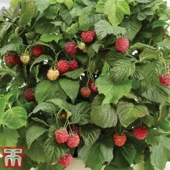 Raspberry 'Yummy' -Plants Sale yum