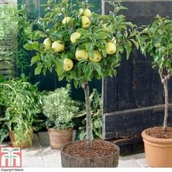 Fruit Tree Collection (Mini Fruit Tree) 13 Fruit Tree Collection (Mini Fruit Tree) -Plants Sale z APPL T10395 A