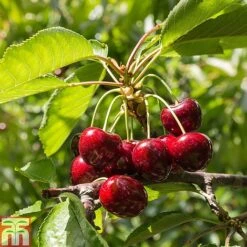 Fruit Tree Collection (Mini Fruit Tree) 11 Fruit Tree Collection (Mini Fruit Tree) -Plants Sale z CHER T10442 A