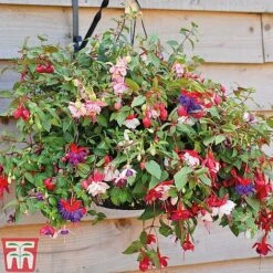 Fuchsia Trailing Pre-Planted Basket 9 Fuchsia Trailing Pre-Planted Basket -Plants Sale z FUCH T51695 D