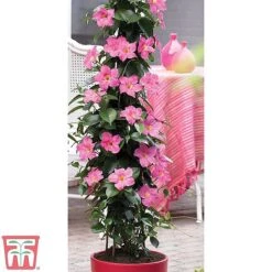 Mandevilla Sanderi 'Bloom Bells®' Trio 9 Mandevilla Sanderi 'Bloom Bells®' Trio -Plants Sale z MAND TKA6594 A