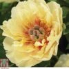 Peony 'Garden Treasure' 1 Peony 'Garden Treasure' -Plants Sale z PAEO T63252 A h