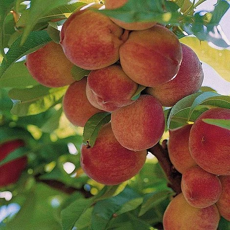 Peach 'Peregrine' 3 Peach 'Peregrine'