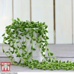 Hanging Houseplant Collection -Plants Sale z SENE tka8317 D