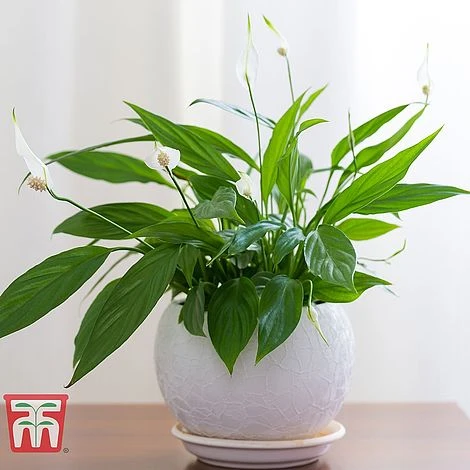 Air Purifying Houseplant Collection 4 Air Purifying Houseplant Collection - Image 2