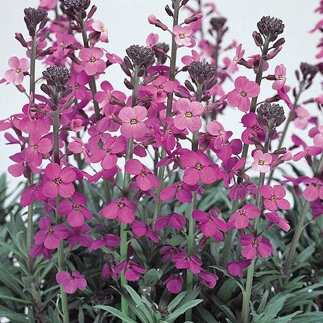 Erysimum 'Bowles Mauve' 4 Erysimum 'Bowles Mauve' - Image 2