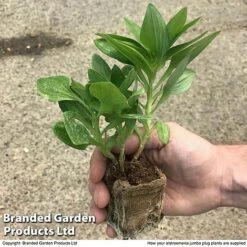 Alstroemeria 'Valley' Collection (Summer Paradise Series) -Plants Sale zalstro jumbo size19