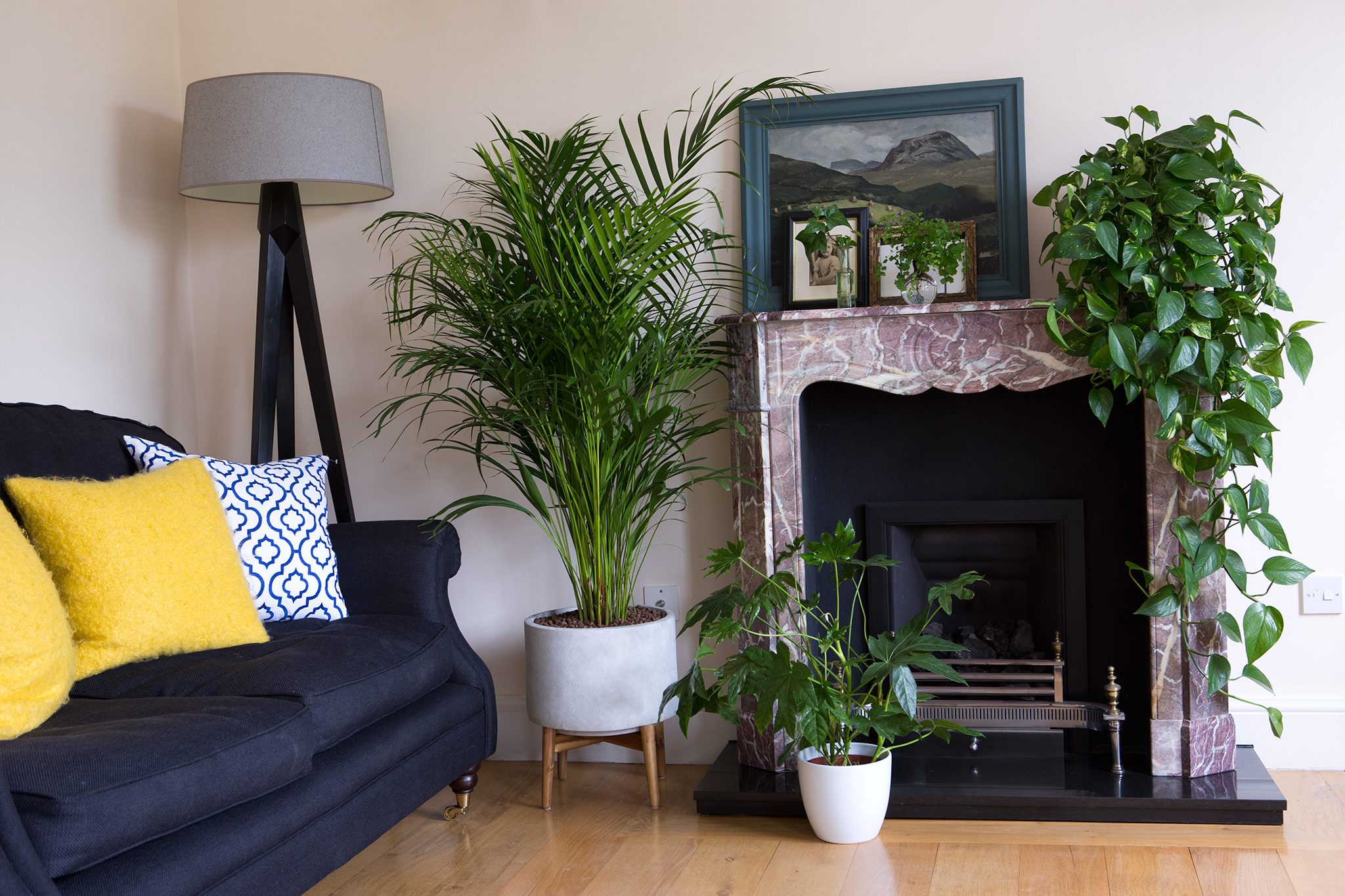 Plants Sale -Plants Sale 2048x1365 Houseplants for shade LI3918020 baa201c